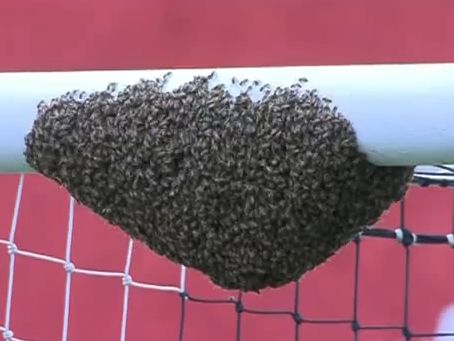 Y en medio de las redes, miles de abejas